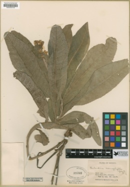 Berlandiera x macrophylla image