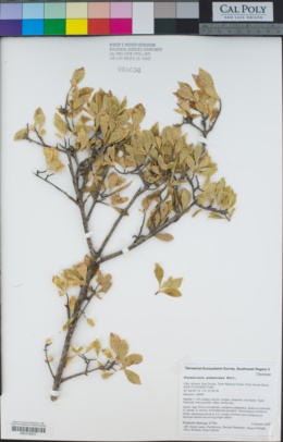 Forestiera pubescens image