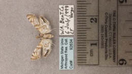 Petrophila kearfottalis image