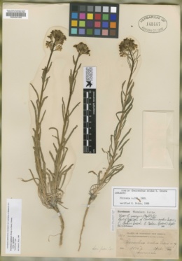 Image of Cheiranthus aridus