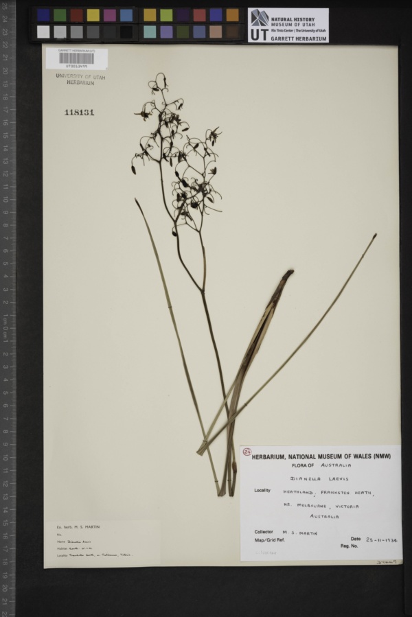 Dianella longifolia var. longifolia image