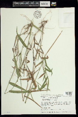 Image of Panicum albomaculatum