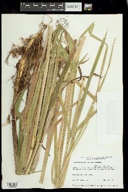 Glyceria maxima image
