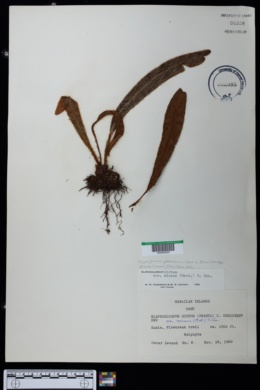 Elaphoglossum hirtum image
