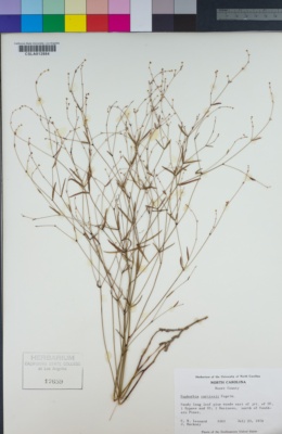 Image of Euphorbia curtisii