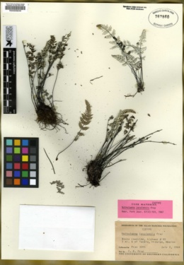 Notholaena jacalensis image