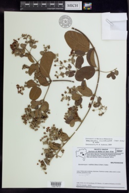 Banisteriopsis multifoliolata image