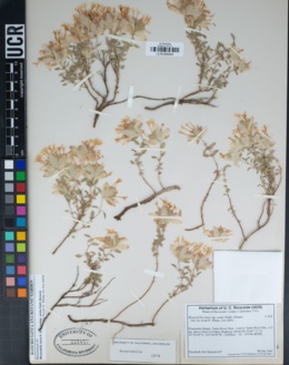 Monardella nana subsp. arida image