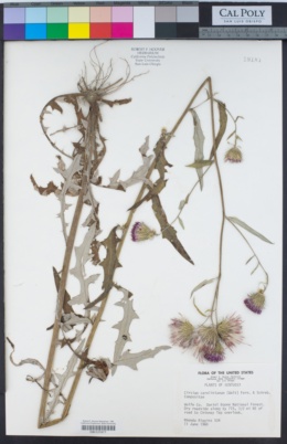 Image of Cirsium carolinianum