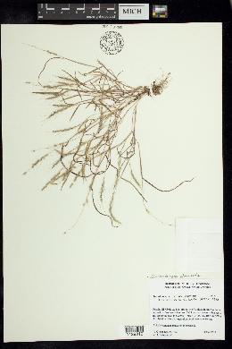 Pereilema ciliatum image
