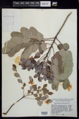 Phyllanthus microdictyus image