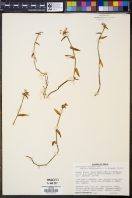 Tradescantia micrantha image