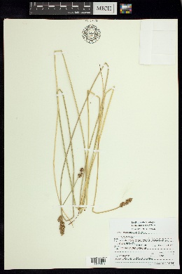 Image of Carex marianensis