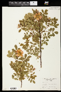 Image of Rosa cinnamomea