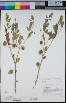 Physalis lanceifolia image