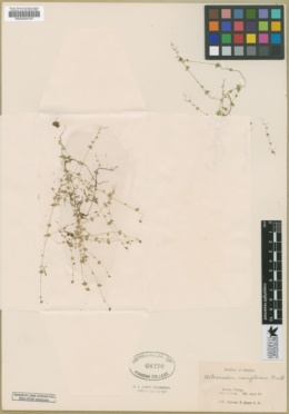 Heterocodon rariflorum image
