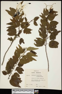 Image of Bauhinia divaricata