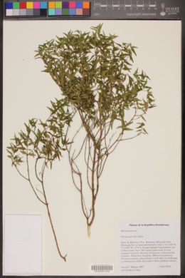 Sagraea gracilis image