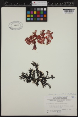 Image of Callophyllis acrocarpa