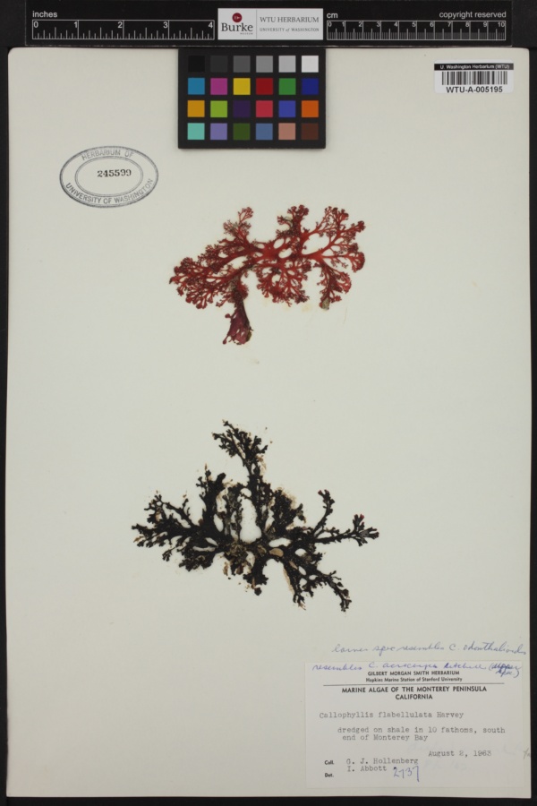 Callophyllis acrocarpa image