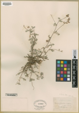 Astragalus sonorae image