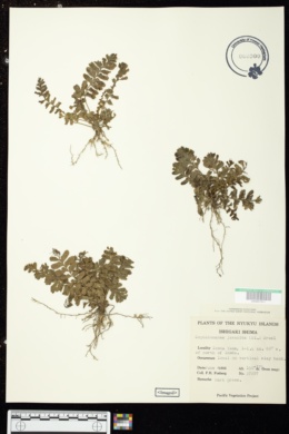 Image of Cephalomanes javanicum