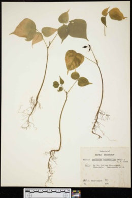 Image of Erythrina poeppigiana