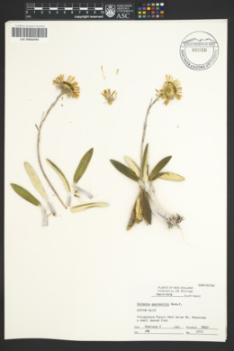 Image of Celmisia spectabilis