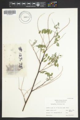 Image of Indigofera fruticosa