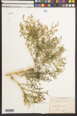 Image of Fagonia parviflora