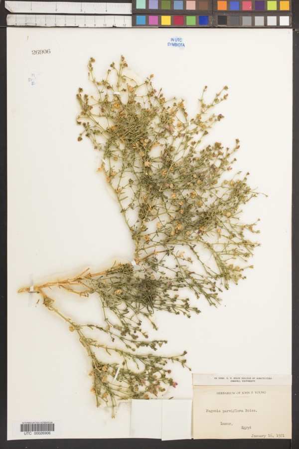 Fagonia parviflora image