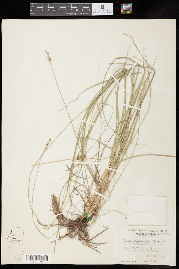 Carex cephalophora var. mesochorea image
