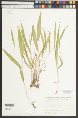 Dichanthelium xanthophysum subsp. xanthophysum image