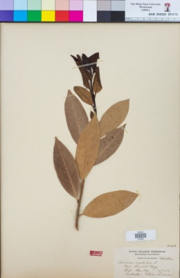 1 pianta A40-5x6,5x15 Laurus nobilis ** Alloro 