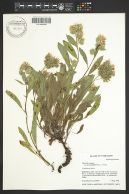 Phacelia hastata var. leucophylla image