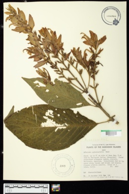 Adhatoda cydoniifolia image