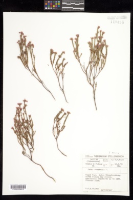 Erica corifolia image