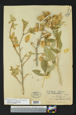 Ptelea trifoliata var. pallida image