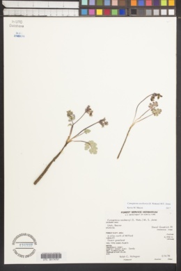 Cymopterus newberryi image