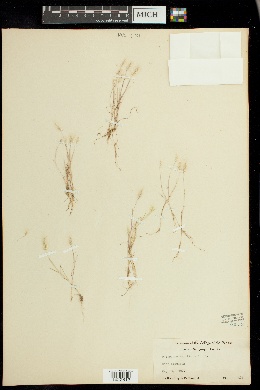 Polypogon maritimus image