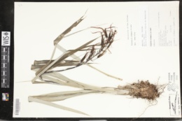 Pitcairnia colimensis image