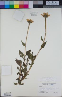 Tithonia brachypappa image