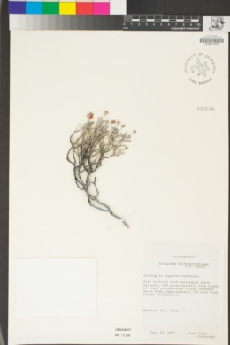 Eriogonum butterworthianum image