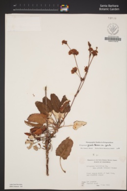 Eriogonum grande var. grande image