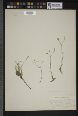 Eremogone kingii subsp. kingii image