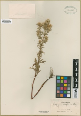 Image of Eryngium heterophyllum