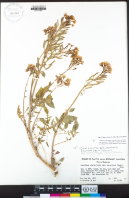 Chylismia claviformis subsp. aurantiaca image
