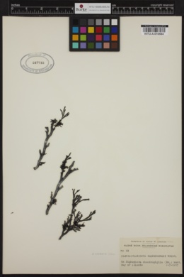 Pleurostichidium falkenbergii image