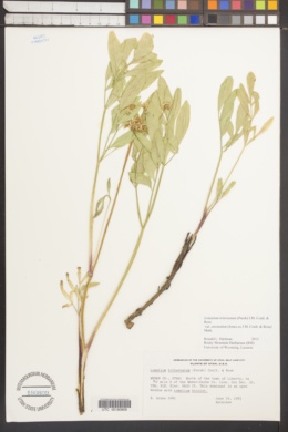 Lomatium triternatum var. anomalum image
