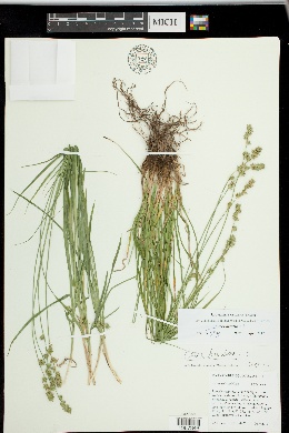 Carex divulsa image